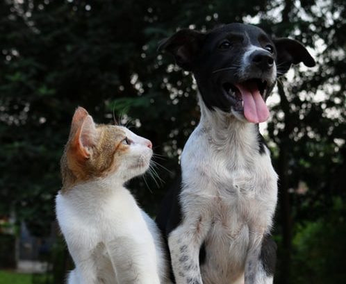 Pets in Retirement Villages