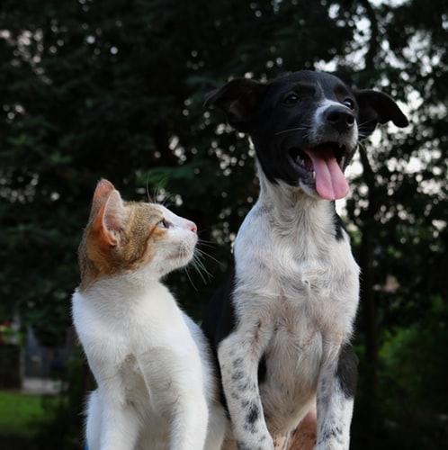 Pets in Retirement Villages