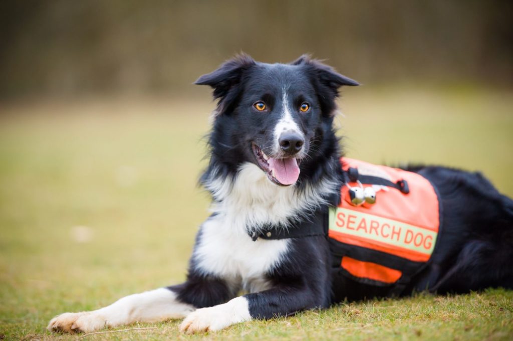 Search dogs being trained to hunt down dementia patients who go missing