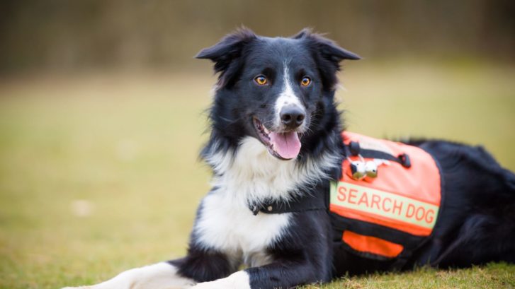 Search dogs being trained to hunt down dementia patients who go missing